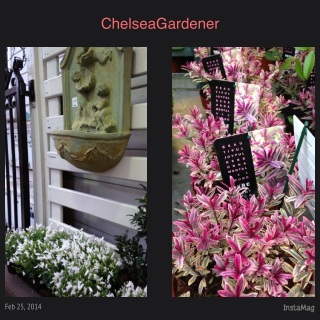 Chelsea Gardener